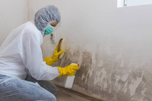 Best Basement Mold Removal in Olivia, MN