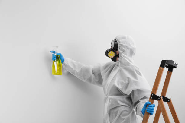 Professional Mold Removal in Olivia, MN