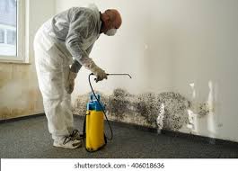 Best Black Mold Removal in Olivia, MN